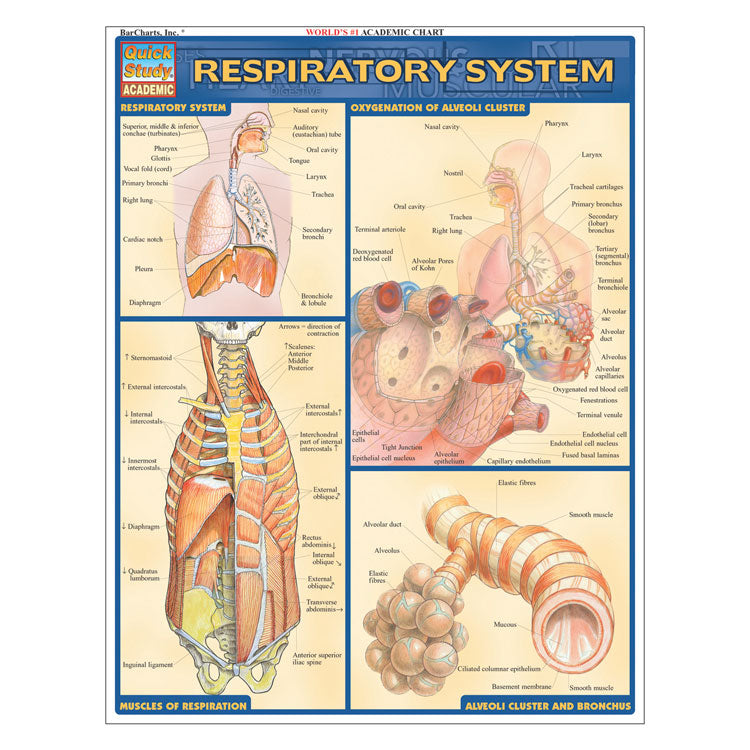 QuickStudy Laminated Reference Guides - Respiratory System