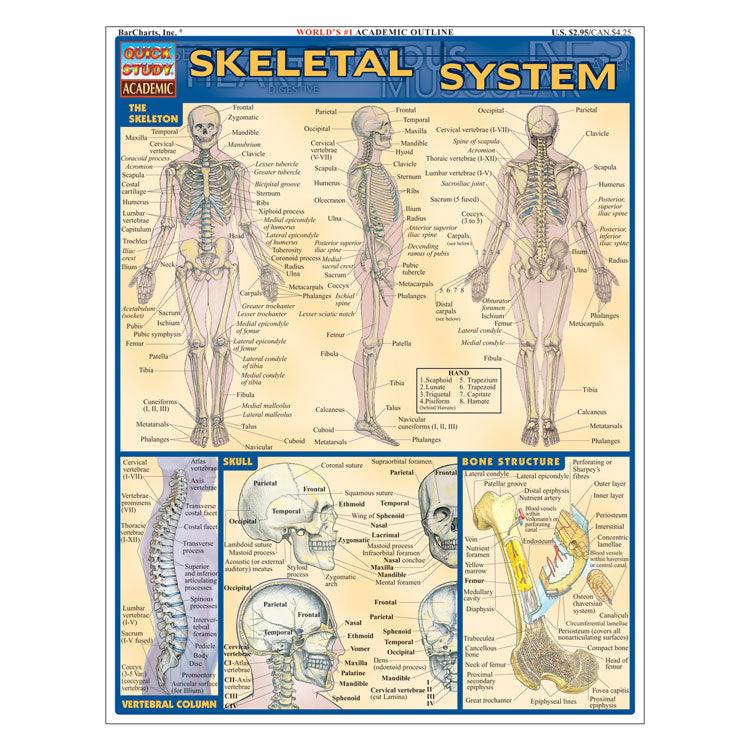 QuickStudy Laminated Reference Guides - Skeletal System