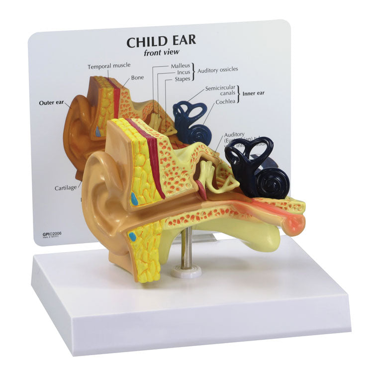 Child Ear Model