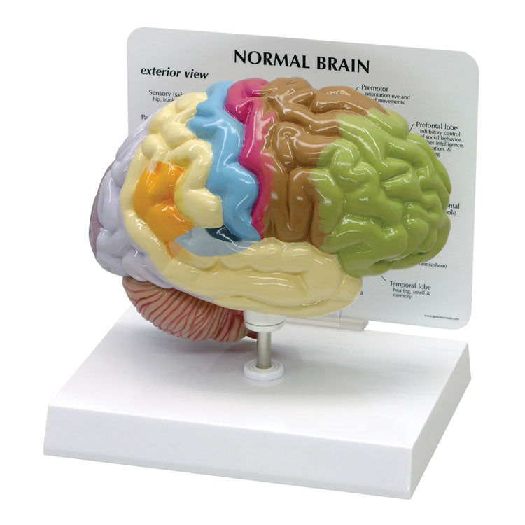 Half Brain Sensory/Motor Model