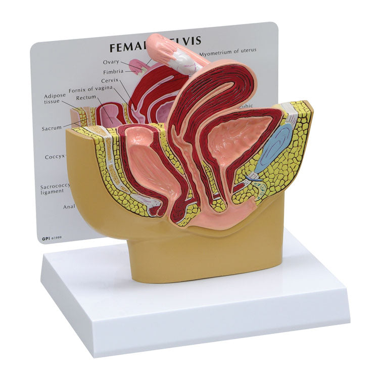 Female Pelvis Model