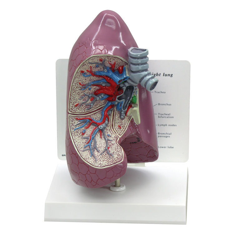 Lung Model