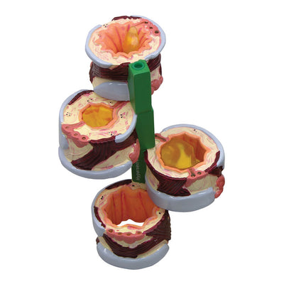 Anatomical Models